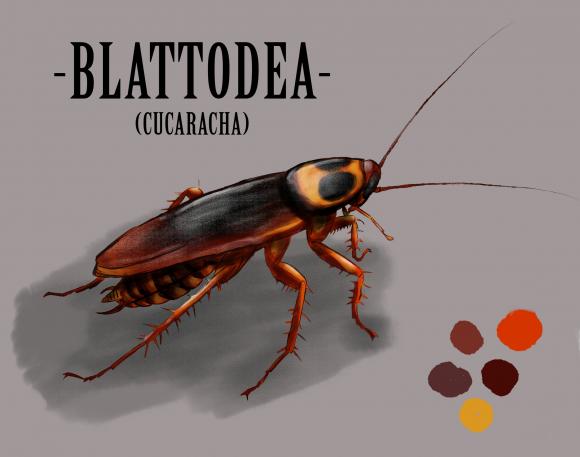 Blattodea - Luis Eduardo ballesteros