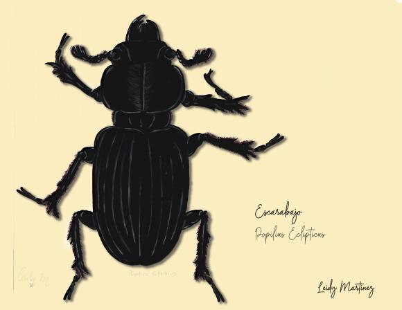Escarabajo - Leidy Martinez