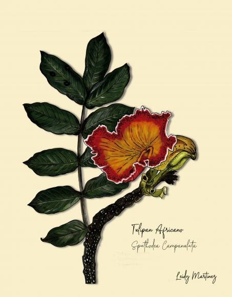 Tulipan Africano - Leidy Martinez