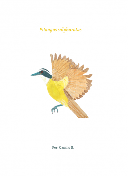 Pitangus sulphuratus-Camilo Betancourth