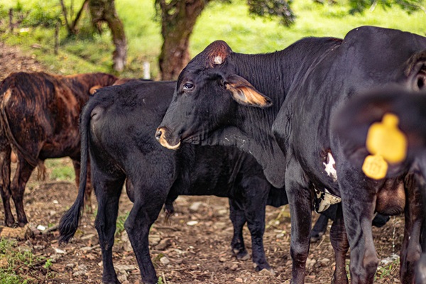 Sistemas Integrados de Producción Agropecuaria, Forestal y Acuícola, (SISINPRO)
