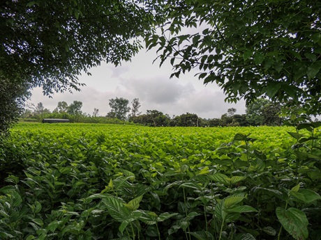 Calidad y Competitividad en Sistemas Agroindustriales