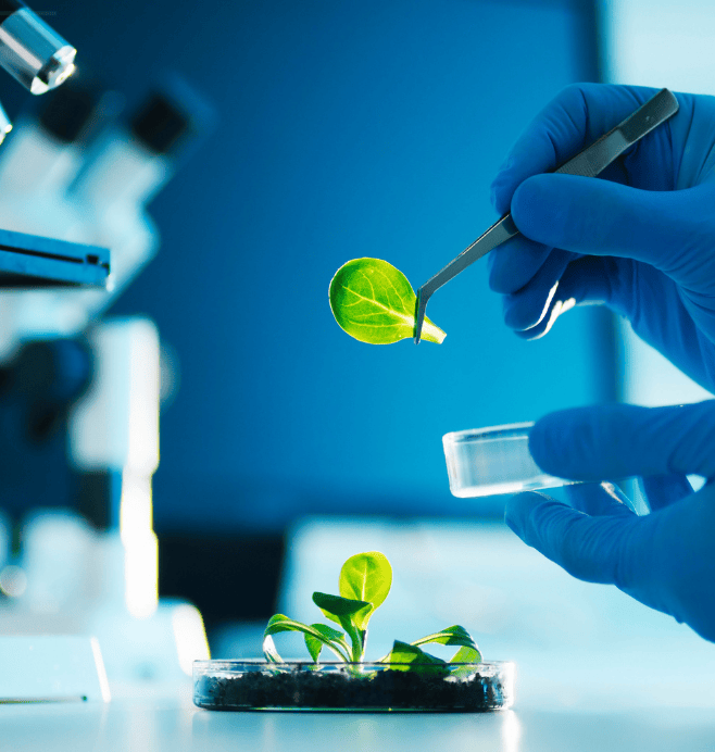 Biotecnología, Calidad Medioambiental y Seguridad Agroalimentaria (BICAMSA)