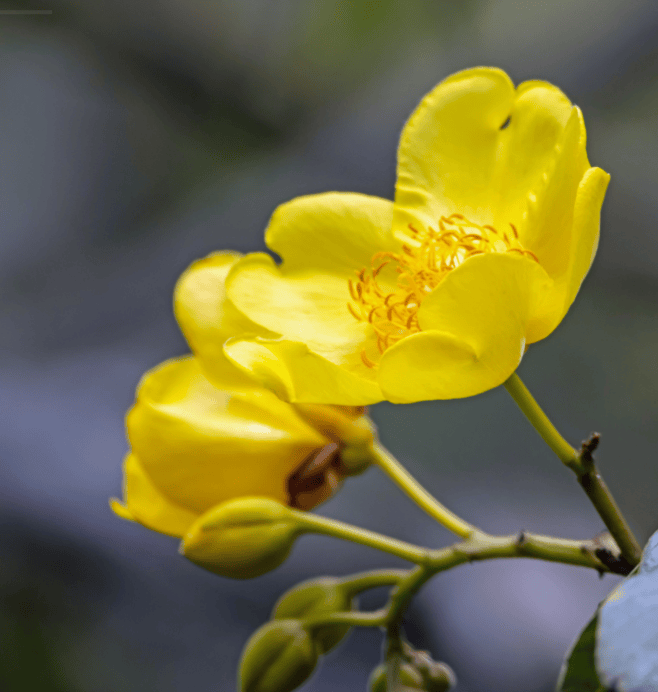 Semillero Polen y Semillas de la Agrobiodiversidad