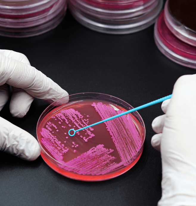 Semillero de Investigación en Microbiología y Microscopía (SIMICRO)