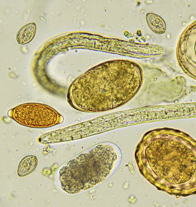 Centro de Estudios en Microbiología y Parasitología