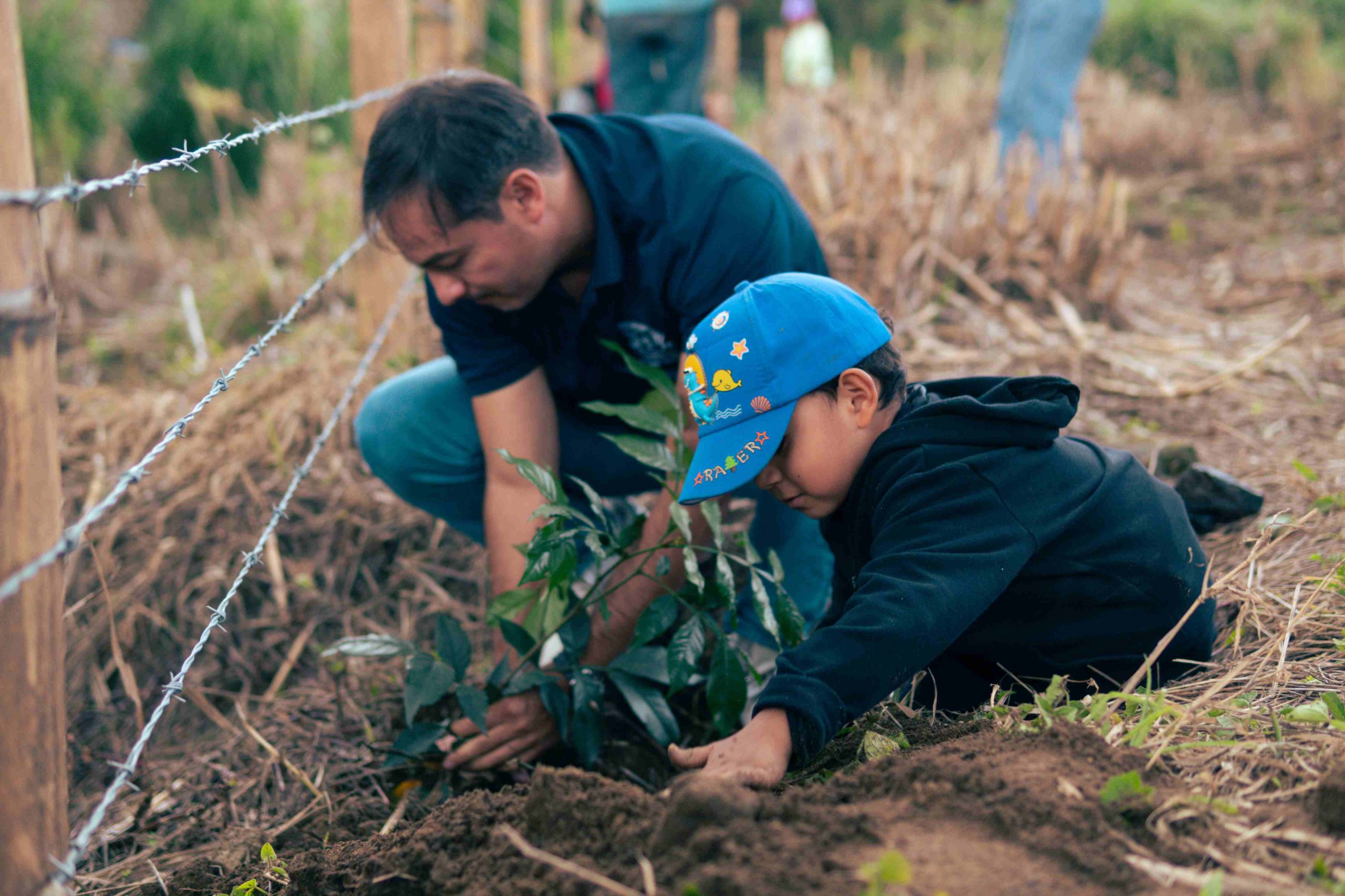 Imagen siembra de árboles