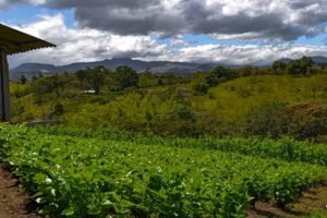 Imagen de hilo 4
