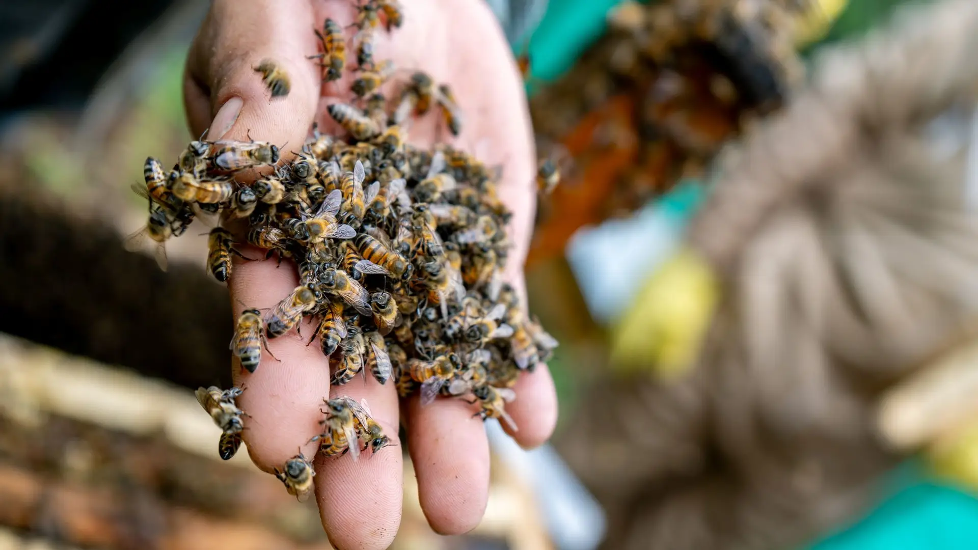 Imagen mano y abejas Apiario Unicauca