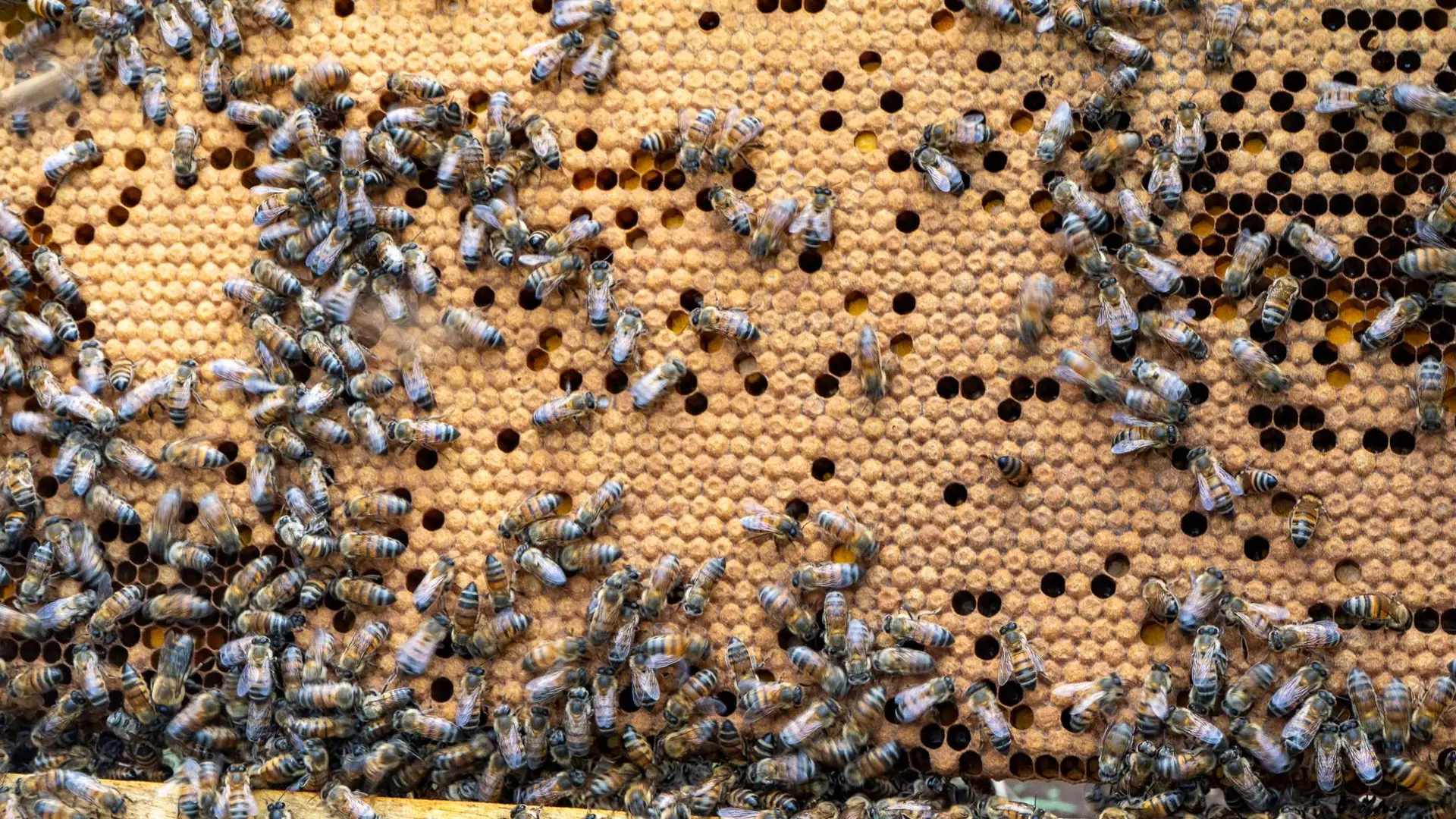 Imagen Abejas en Api-Tulcán