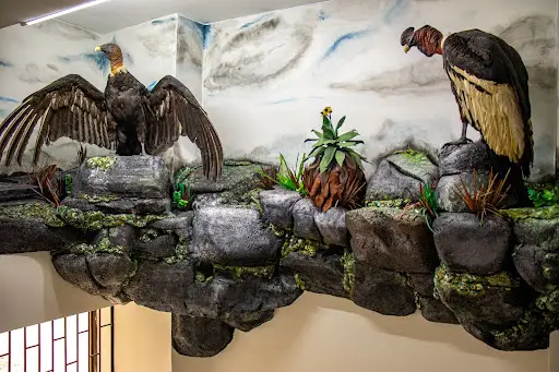 Imagen del Cóndor Museo de Historia Natural
