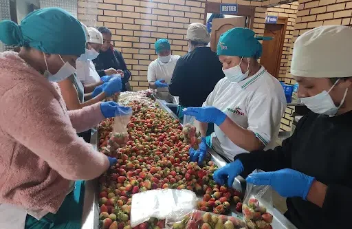 Imagen mujeres trabajando en InnovaFresa