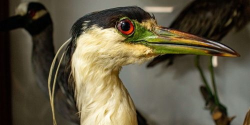 Imagen Museo de Historia Natural