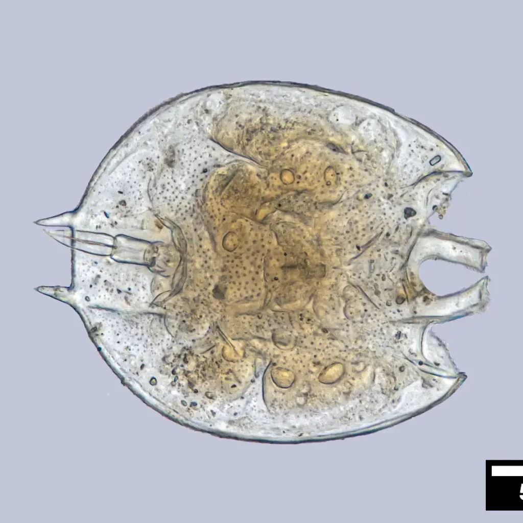 Microscopía
