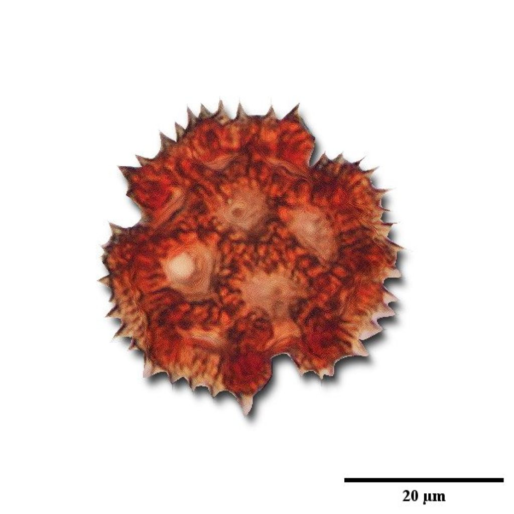 Microscopía