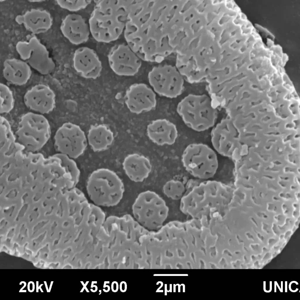 Imagen Microscopía