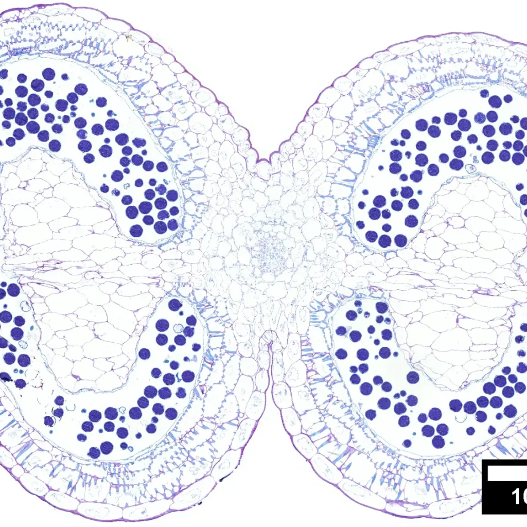 Imagen Microscopía