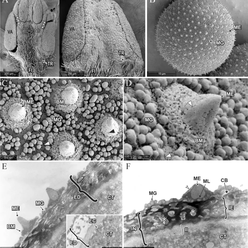 Microscopía