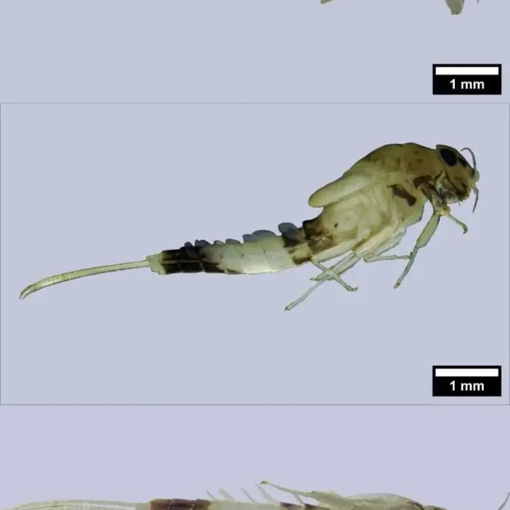 Imagen Microscopía