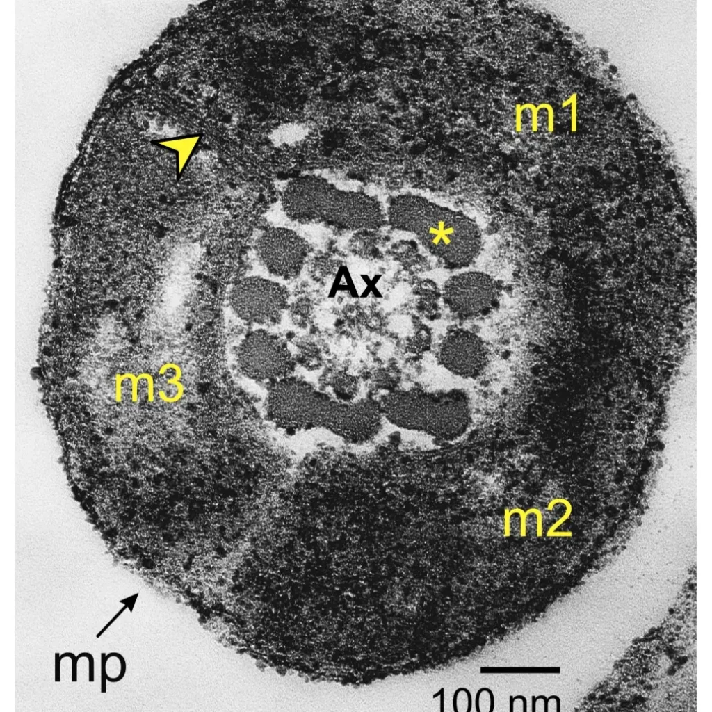 Microscopía