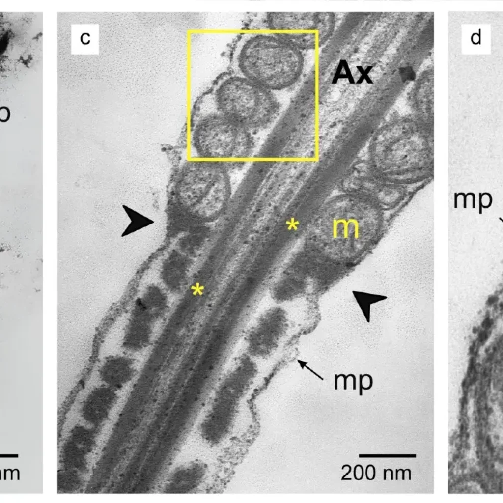 Microscopía